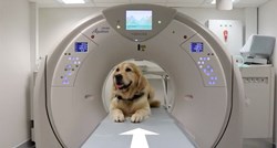 Psi pokazuju bolesnoj djeci kako da lakše prođu pretrage u bolnici